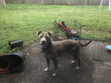 Red nose Pitbull (ACE) – Mission Bend