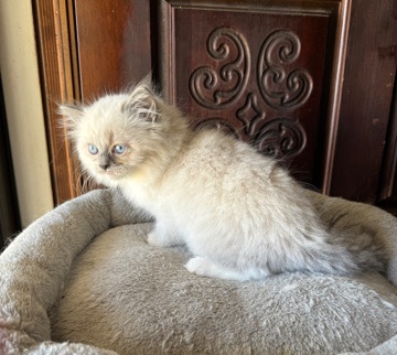 Ragdoll – Ragdoll Male Kittens