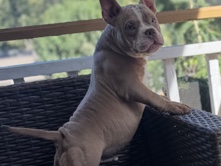 Bull Terrier (Miniature) – fawn pocket bully male – Greenville