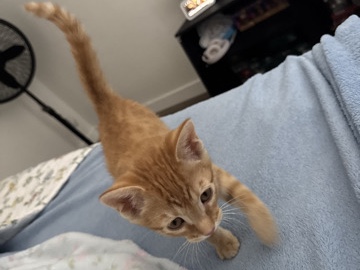 kitten need of new home asap – Garden Grove