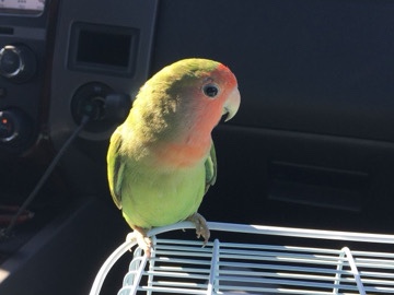 Lovebird – Healthy Lovebirds Ready for New Home – Frostproof