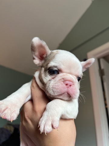 French Bulldog – Frenchies