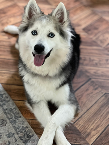 Siberian Husky – Rehoming Huskimo