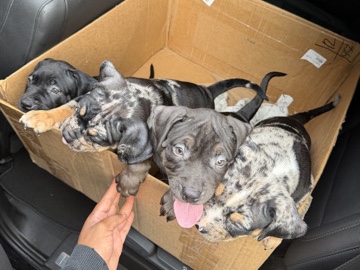 American Bulldog – tri Merle’s pits – Lithonia