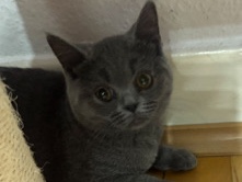 British Shorthair - BKH  available for adoption in Krefeld