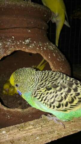 Budgerigar – exocit budgies parrot