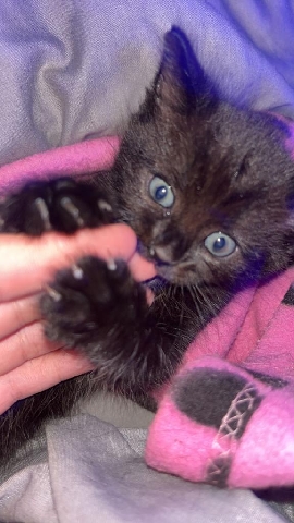British Shorthair – 12 week old kitten