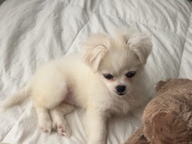 Pekingese – Chihuahua/Pekingese mix – Omaha