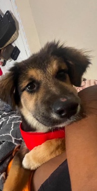 German Shepherd – germen shepherd (REHOME ASAP PLEASE)