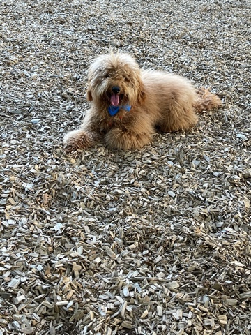 Poodle – Bailey is a beautiful Mini Goldendoodle
