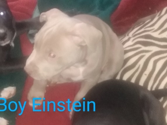 Bull and Terrier – Boy #2