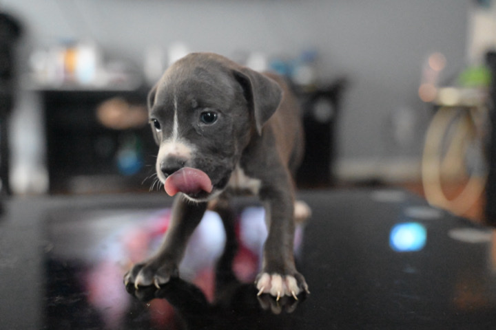 American Pit Bull Terrier – Blue Pit