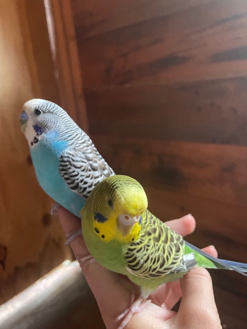 Budgerigar – Two parakeets includes 130$ new cage.