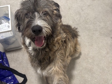 Dutch Shepherd Dog – 9 Month Old Male Dutch Shepard/Terrier Mix – Quartzsite
