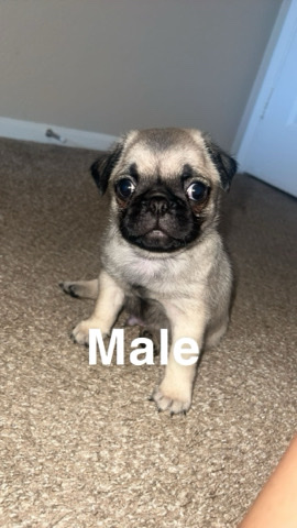 Pug – pug puppy