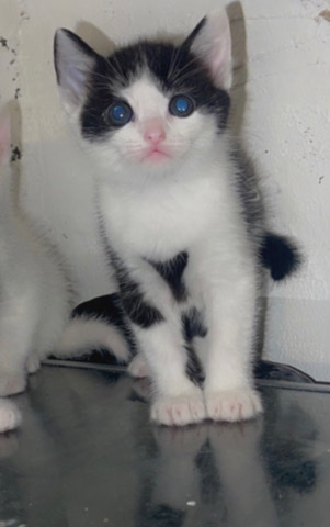 Kitten for sale