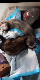 Any – 2 ferrets.. female sisters
