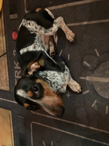 Dachshund – miniature dachshund