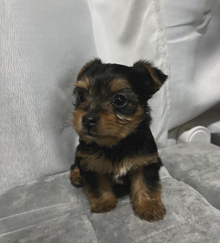 Yorkshire Terrier – Yorkshire Terrier Puppy