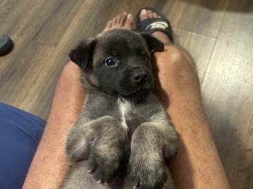 Belgian Shepherd Dog (Malinois) – German Shepherd mixed with Belgian – Los Angeles