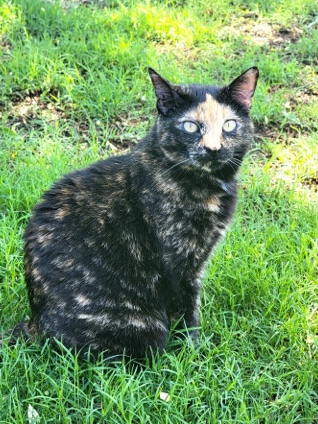 Beautiful calico female