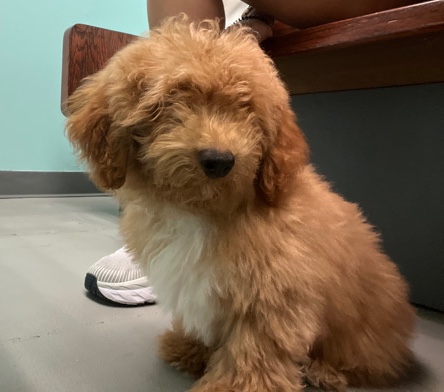 Poodle – Pure Bred Mini Poodle