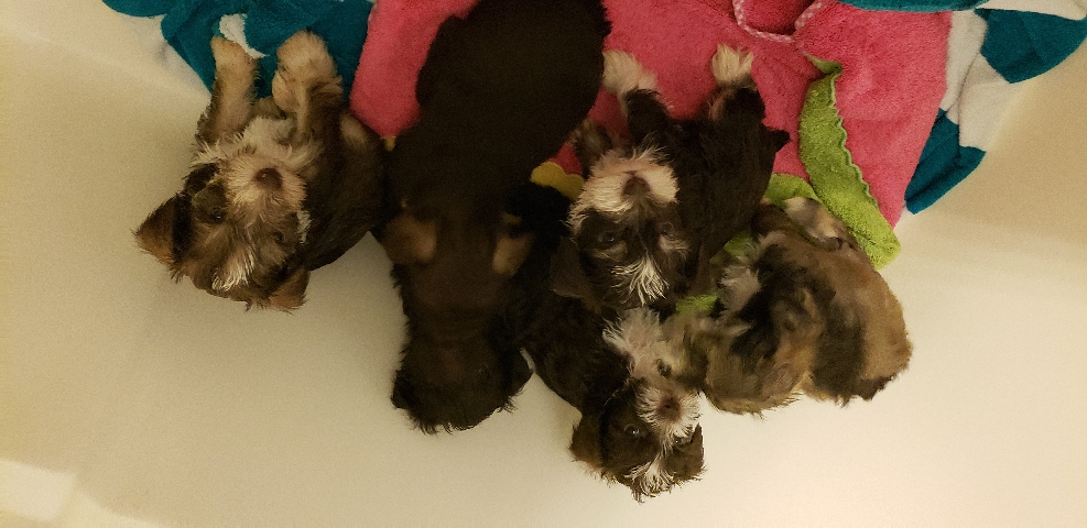 Miniature Schnauzer – miniature schnauzer