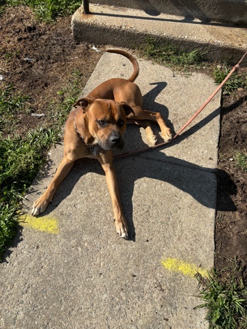 Mace needs a home