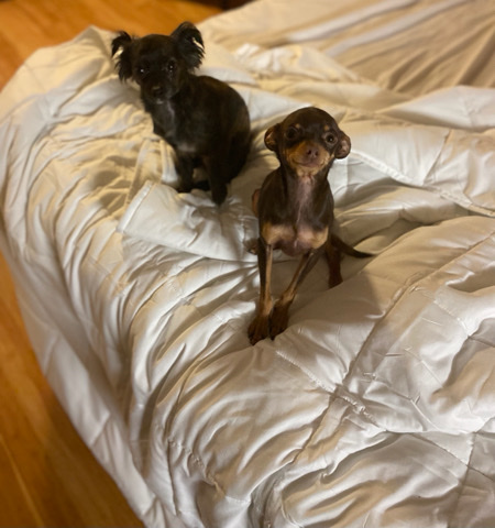 Chihuahua – 2 sweet pups Cookie and Yoda