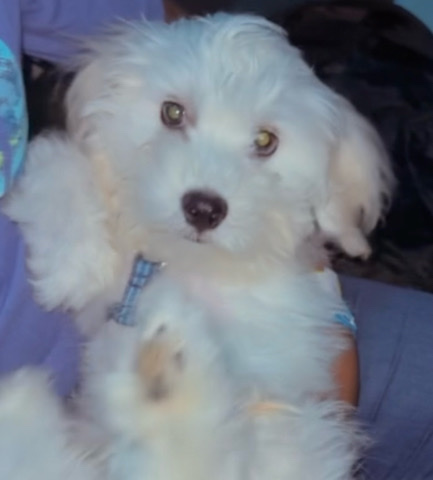 Maltese – Maltese Poolde for sale