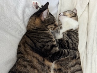 Others - Suki the Cuddler looking for a Home available for adoption in Panama City Beach