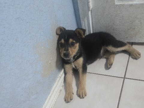German Shepherd – mochy – Blue Mound