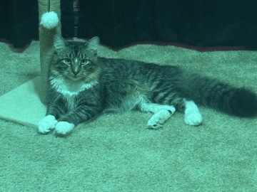 Maine Coon - Maine **** available for adoption in Worcester