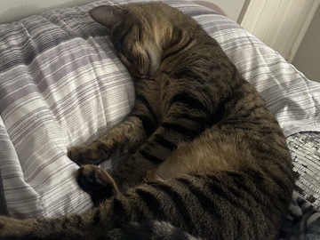 Russian White, Black and Tabby – Cat For Sale – Katy
