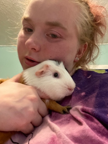 Any – gunipigs need a good home