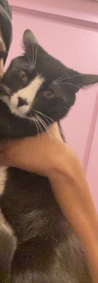 American Shorthair – Nunu