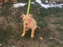 American Pit Bull Terrier – Puppy – Alsip
