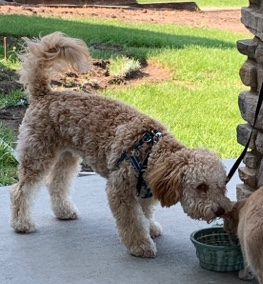 Golden Retriever – Female Mini Goldendoodle