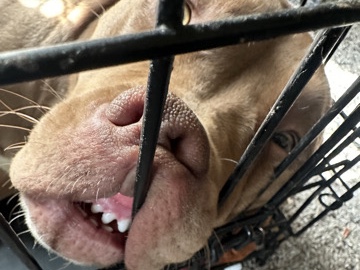 American Bulldog – dog for sell – Columbus