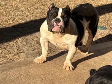 American Bulldog – exotic bully – Atlanta