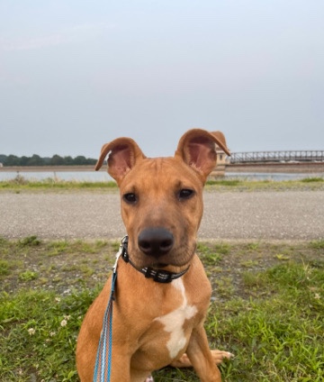 4 month old puppy