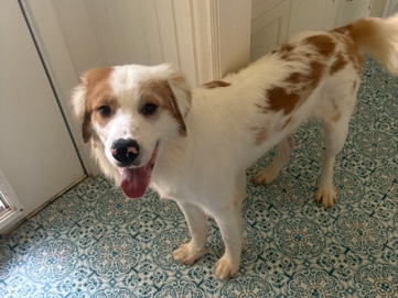Great Pyrenees/Border Collie