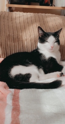 male cat