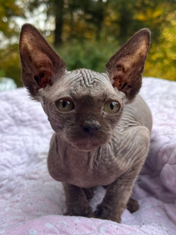 Sphynx – Chocolate Sphynx Kitten