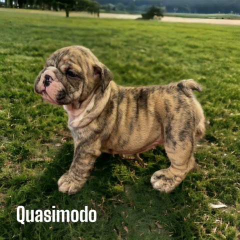 Bulldog – English Bulldog Puppies