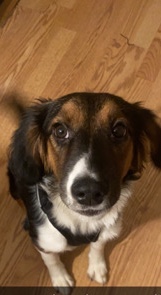 Australian Shepherd – Rehome Roxie