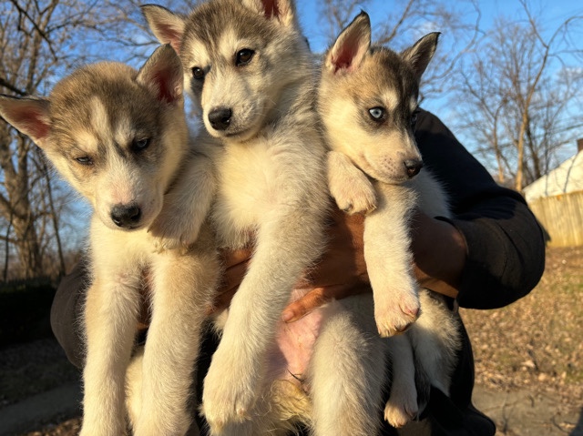 Siberian Husky – Siberian Husky Puppies