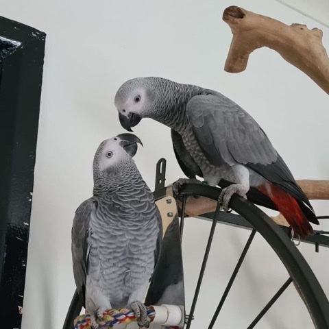 Cute Hand Tamed African Grey Parrots For Rehoming