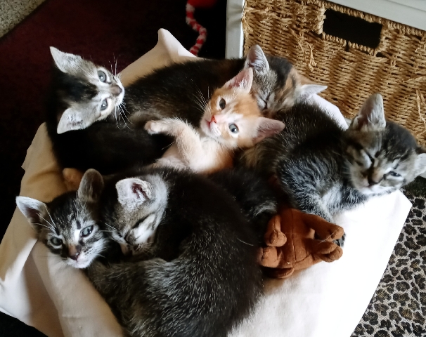 kittens born 4/6 to rehome