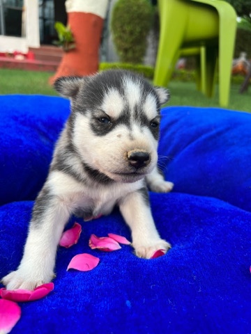 Siberian Husky – husky baby